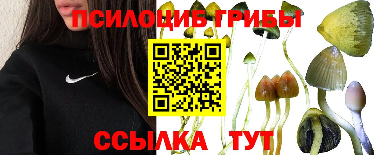 наркота  Галлюциногенные грибы MAGIC MUSHROOMS  Вход с VPN  Курганинск 
